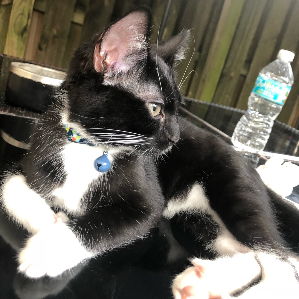 Meet your Posher, Ioionela